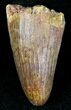 Cretaceous Fossil Crocodile Tooth - Morocco #20923-1